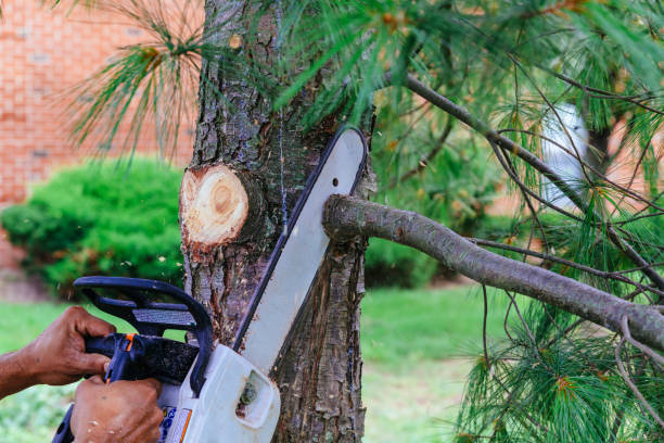 How Our Tree Care Process Works  in Coldstream, OH